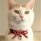 Show in main carousel: Necoichi ZEN Hariko Charm Cotton Breakaway Cat Collar with Bell, Red, 8.2 to 13.7-in neck, 2/5-in wide slide 6 of 8