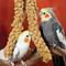 Show in main carousel: Nemeth Farms Natural Sun Dried Millet Spray Bird Food, 2-lb box slide 5 of 7
