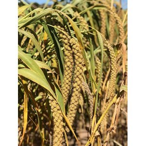 Nemeth Farms Natural Sun Dried Millet Spray Bird Food, 2-lb box