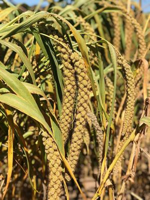 Show full view: Nemeth Farms Natural Sun Dried Millet Spray Bird Food, 2-lb box slide 6 of 7