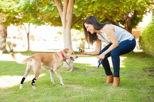 Show full view: NeoAlly Back Hock Dog Brace, Medium, 2 count slide 8 of 10