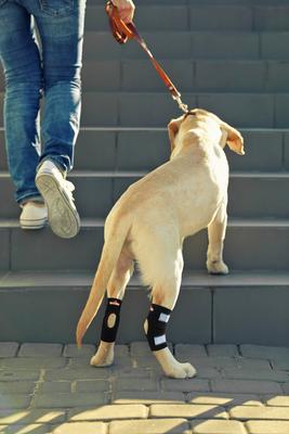 Show full view: NeoAlly Back Hock Dog Brace, Small, 2 count slide 7 of 10