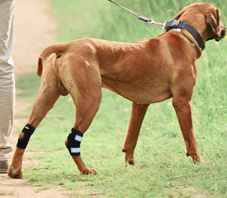 Show full view: NeoAlly Back Hock Metal Spring Support Dog Brace, Large slide 8 of 10