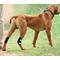Show in main carousel: NeoAlly Back Hock Metal Spring Support Dog Brace, Small slide 8 of 10