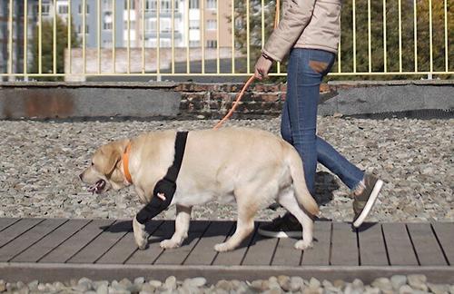 Show full view: NeoAlly Elbow Protector Dog & Cat Support Brace, Right Leg, X-Small slide 9 of 11