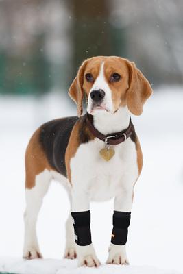 Show full view: NeoAlly Front Leg Dog Brace, Large/X-Large, 2 count slide 7 of 10