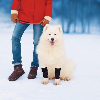 Show full view: NeoAlly Front Leg Dog Brace, Large/X-Large, 2 count slide 8 of 10