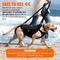 Show in main carousel: NeoAlly Full Body Lift Support Sling & Mobility Aid Dog Harness, Black, X-Large slide 6 of 10