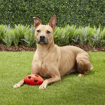 Show full view: Nerf Dog Bash Crunch Football Dog Toy, Medium slide 3 of 8