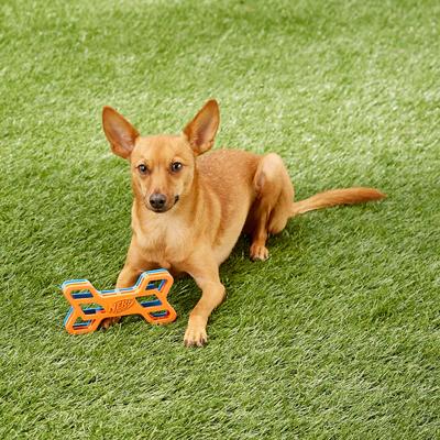 Show full view: Nerf Dog EXO Treat Dispensing Bone Dog Toy slide 8 of 9