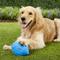 Show in main carousel: Nerf Dog Ridged Squeak Football Dog Toy, Large, Blue slide 3 of 6
