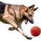 Show in main carousel: Nerf Dog Squeak Ball Dog Toy, Large, Red slide 4 of 6