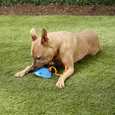 Show full view: Nerf Dog Super Soaker Squeaker Tug Ray Dog Toy slide 2 of 6