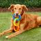 Show in main carousel: Nerf Dog Tuff Tug 3 Ring Dog Toy slide 3 of 9