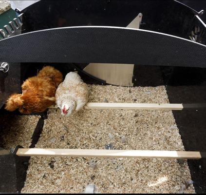 Show full view: Nestera Elevated Lodge Chicken Coop, Large: 5 to 10 Chicken Capacity, waterproof roof slide 9 of 10