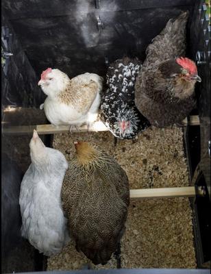 Show full view: Nestera Elevated Lodge Chicken Coop, Medium: 3 to 9 Chicken Capacity, waterproof roof slide 8 of 9