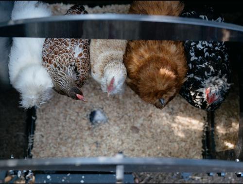 Show full view: Nestera Ground Chicken Coop, Small: 2 to 5 Chicken Capacity, waterproof roof  slide 8 of 9