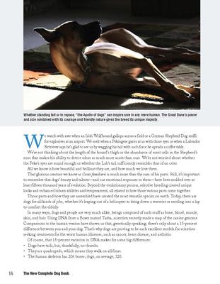 Show full view: New Complete Dog Book, AKC Official Breed Standards & Profiles for Over 200 Breeds slide 3 of 8