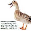Show in main carousel: New Country Organics Grower Duck Feed, 40-lb bag slide 7 of 8