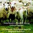Show in main carousel: New Country Organics Kelp Based Healthy Mineral for Sheep, 40-lb bag slide 7 of 8