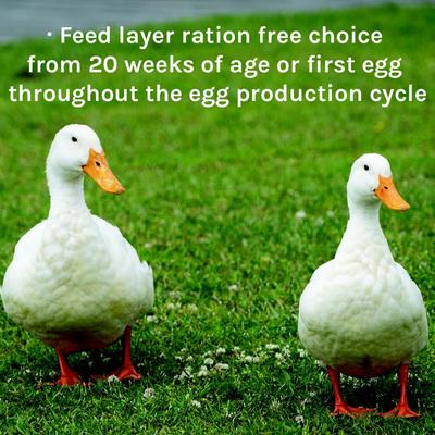 Show full view: New Country Organics Layer Duck Feed, 40-lb bag slide 7 of 8