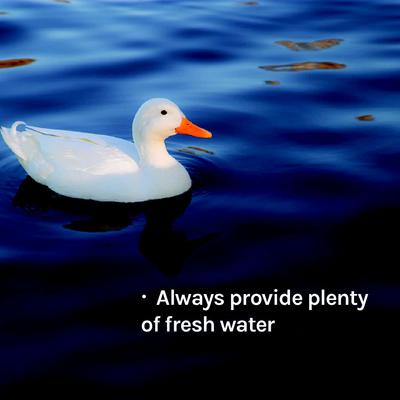 Show full view: New Country Organics Layer Duck Feed, 40-lb bag slide 8 of 8