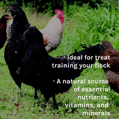 Show full view: New Country Organics Scratch Chicken Feed, 40-lb bag slide 7 of 9