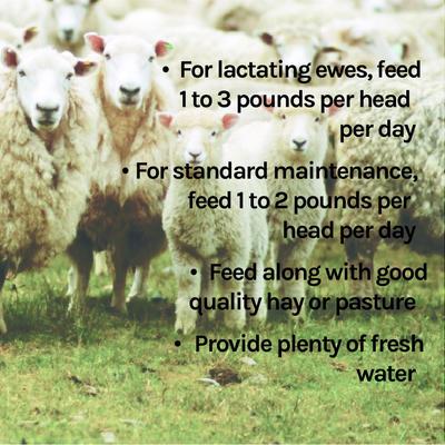 Show full view: New Country Organics Sheep Feed, 40-lb bag slide 8 of 9