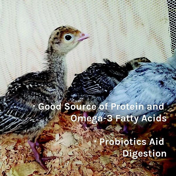 Show full view: New Country Organics Turkey Starter Turkey Feed, 40-lb bag slide 7 of 8