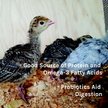 Show in main carousel: New Country Organics Turkey Starter Turkey Feed, 40-lb bag slide 7 of 8