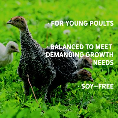 Show full view: New Country Organics Turkey Starter Turkey Feed, 40-lb bag slide 6 of 8