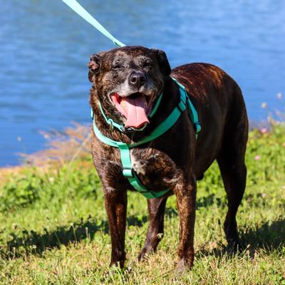 Show full view: New Earth Soy Adjustable Dog Collar, Mint, XX-Small: 6-8-in neck, 3/8-in wide slide 3 of 6