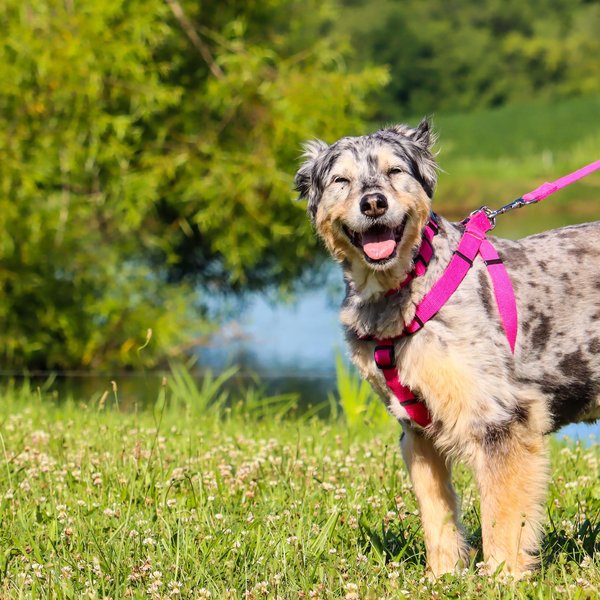 Show full view: New Earth Soy Comfort Wrap Adjustable Dog Harness, Fuchsia, Medium: 20 to 30-in chest slide 3 of 6