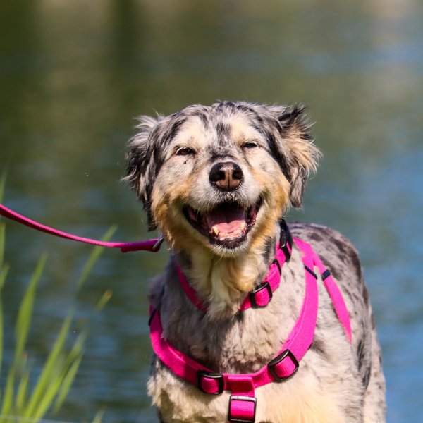 Show full view: New Earth Soy Comfort Wrap Adjustable Dog Harness, Fuchsia, Medium: 20 to 30-in chest slide 4 of 6