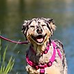 Show in main carousel: New Earth Soy Comfort Wrap Adjustable Dog Harness, Fuchsia, Medium: 20 to 30-in chest slide 4 of 6