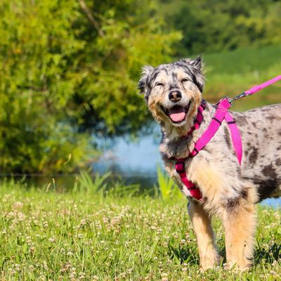 Show full view: New Earth Soy Dog Leash, Fuchsia, 6-ft long, 5/8-in wide slide 3 of 4