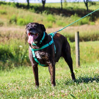 Show full view: New Earth Soy Dog Leash, Mint, 6-ft long, 5/8-in wide slide 4 of 4