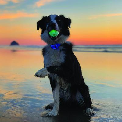 Show full view: Nite Ize GlowStreak Disc-O LED Ball Dog Toy slide 2 of 10