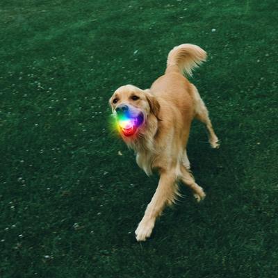 Show full view: Nite Ize GlowStreak Disc-O Rechargeable LED Ball Dog Toy slide 3 of 9