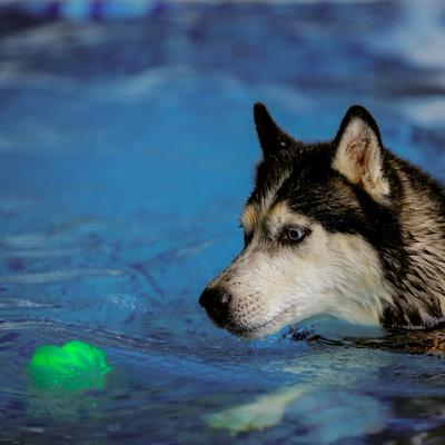 Show full view: Nite Ize GlowStreak Disc-O Wild LED Ball Dog Toy slide 5 of 10