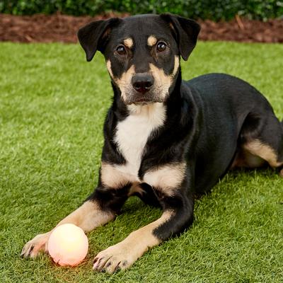 Show full view: Nite Ize GlowStreak LED Ball Dog Toy, Red slide 7 of 9