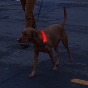 Nite Ize NiteDog Rechargeable LED Dog Collar Cover