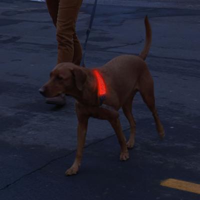 Show full view: Nite Ize NiteDog Rechargeable LED Dog Collar Cover slide 9 of 11