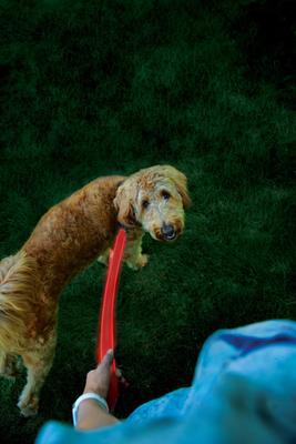 Show full view: Nite Ize NiteDog Rechargeable LED Dog Leash, Red, 5-ft long, 1-in wide slide 8 of 11