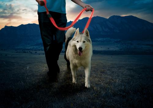 Show full view: Nite Ize NiteDog Rechargeable LED Dog Leash, Red, 5-ft long, 1-in wide slide 9 of 11