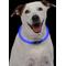 Show in main carousel: Nite Ize NiteHowl LED Safety Necklace Dog Collar, Blue, 12 to 27-in neck, 3/10-in wide slide 5 of 11