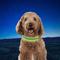 Show in main carousel: Nite Ize Rechargeable LED Dog Collar, Lime, Medium slide 7 of 8