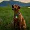 Show in main carousel: Nite Ize Spotli Rechargeable Dog Collar Light slide 9 of 10