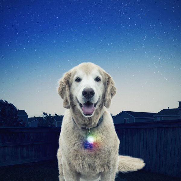 Show full view: Nite Ize SpotLit LED Disc-O Select Dog Collar Light slide 4 of 7