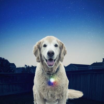 Show full view: Nite Ize SpotLit LED Disc-O Select Dog Collar Light slide 5 of 8